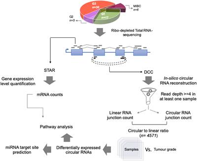 Back-Splicing Transcript Isoforms (Circular RNAs) Affect Biologically Relevant Pathways and Offer an Additional Layer of Information to Stratify NMIBC Patients